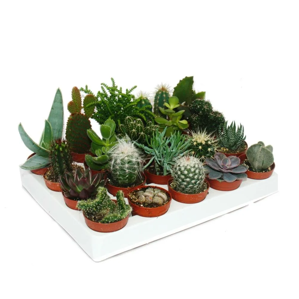 Cactus et succulentes - starter set xxl - 20 plantes différentes dans un pot de 5,5 cm