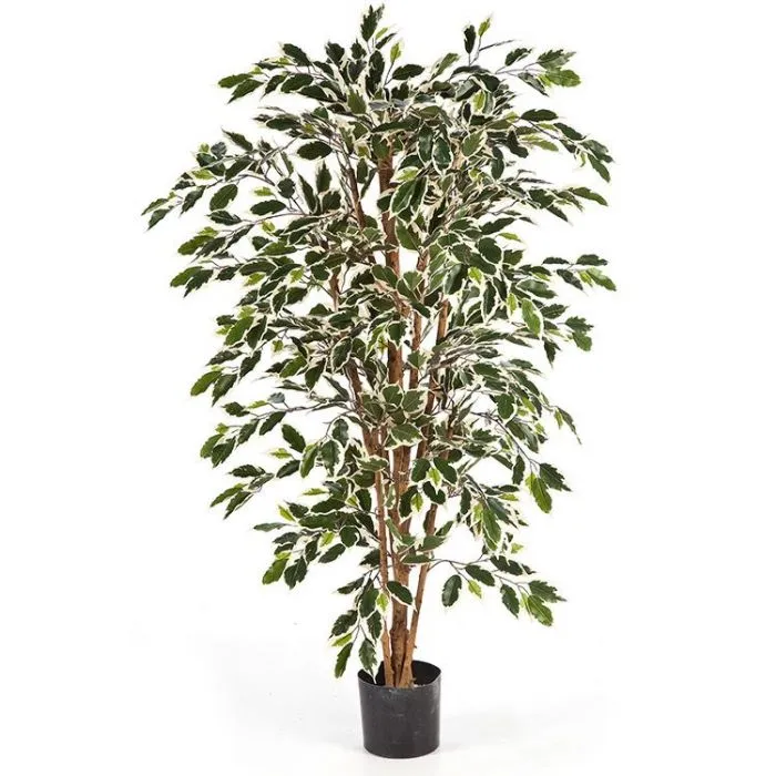 Ficus Nitida - Plante Artificielle, différentes tailles